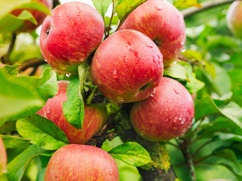 Onderstammen - De Kemp